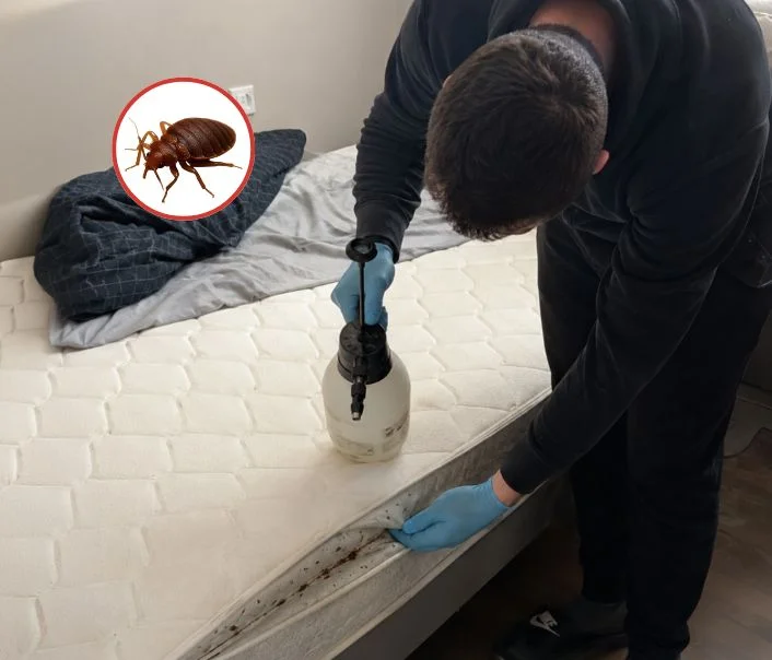 Technicien traitant un matelas contre les punaises de lit à Vert